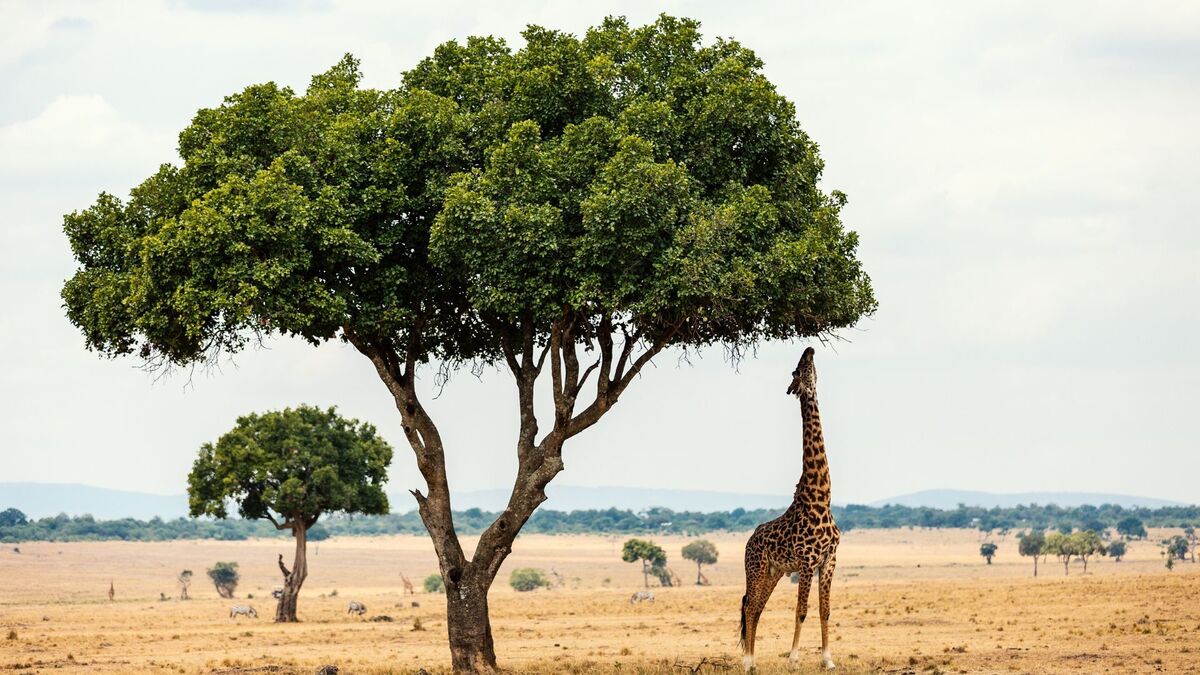 A tree with a baby giraffe under it