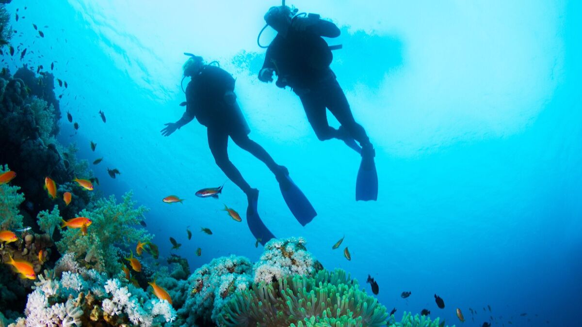 Scuba divers surrounded by small fish