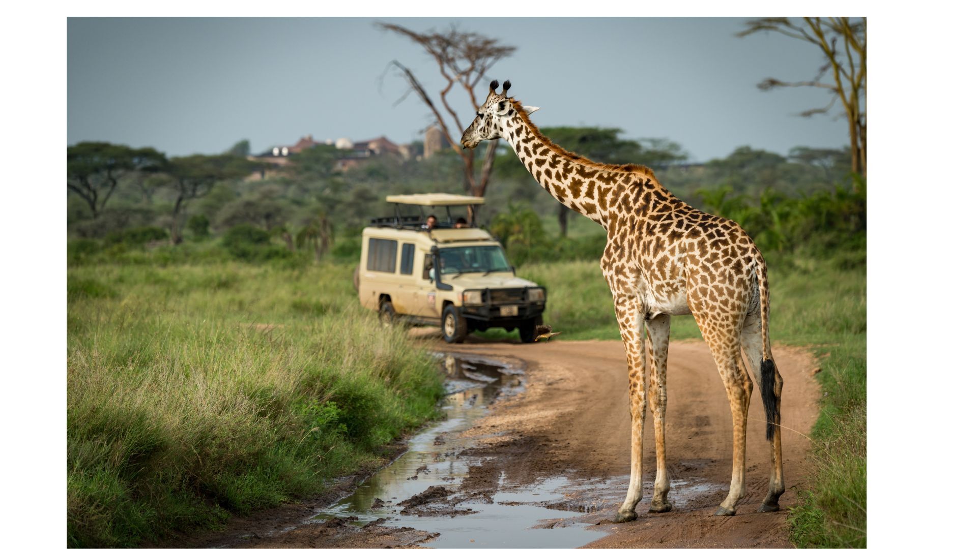 safari tour