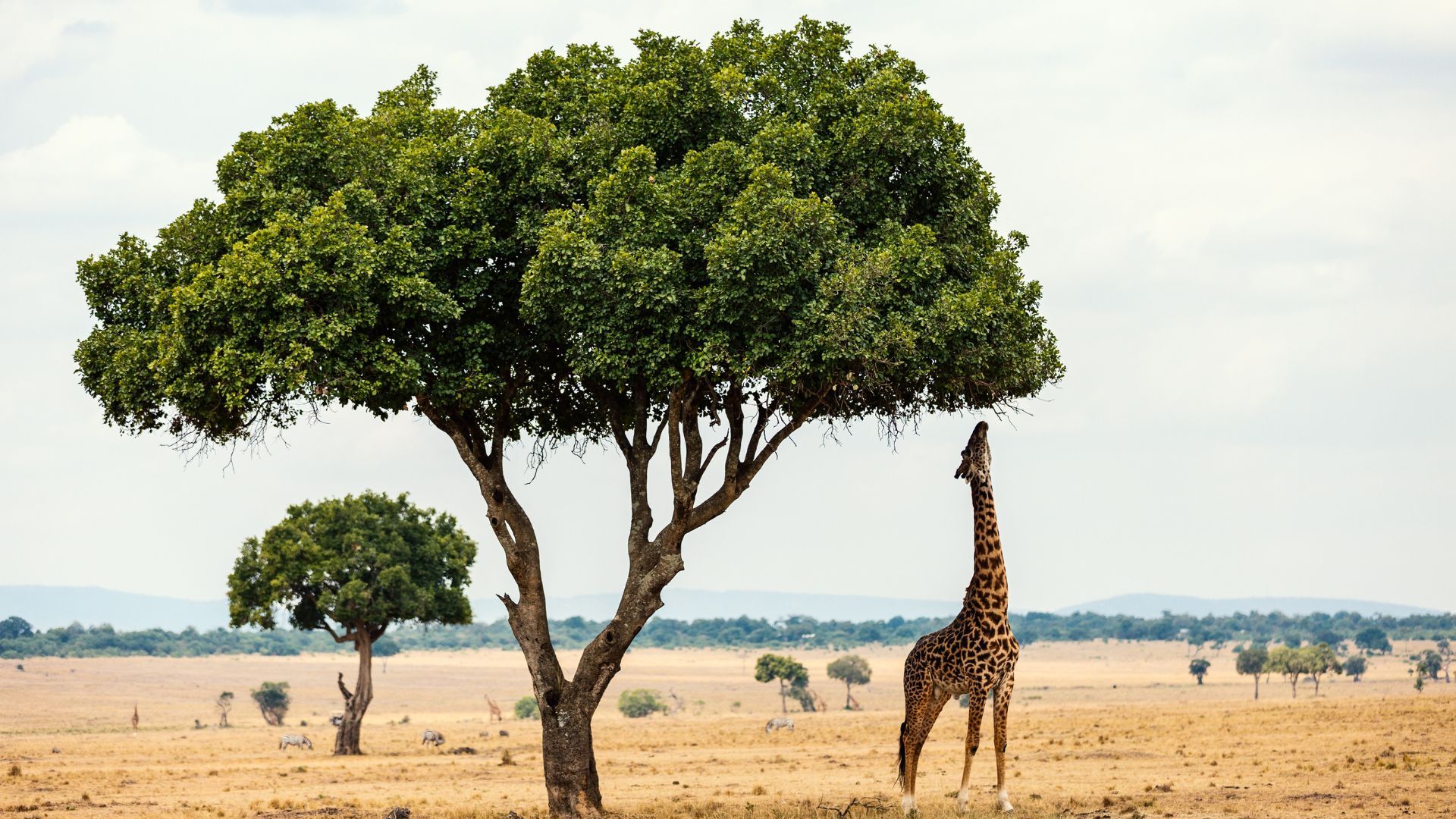 A tree with a baby giraffe under it