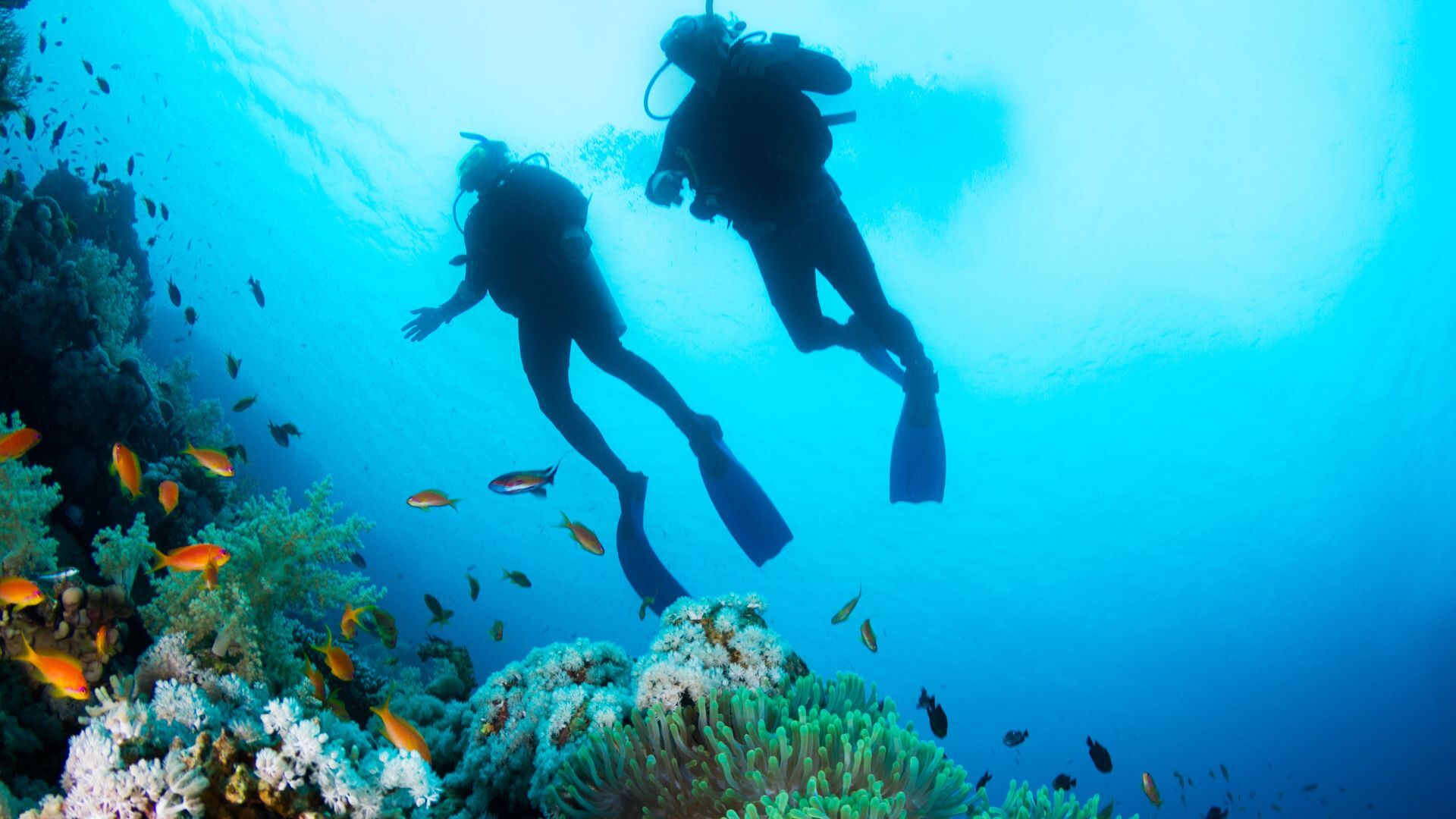 Scuba divers surrounded by small fish